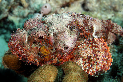 Scorpionfish