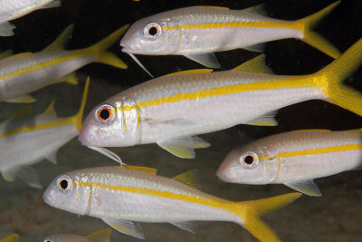 School of goatfish