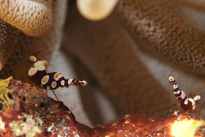 Squat anemone shrimp