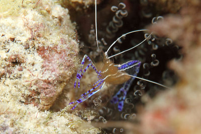 Pederson cleaner shrimp