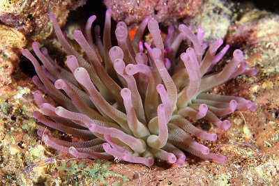 Giant anemone