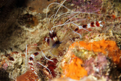 Banded coral shrimp