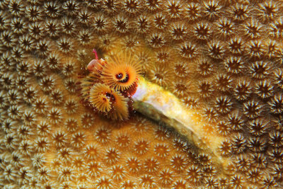 Christmas tree worm - burrow on top of coral?