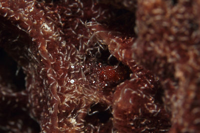 Translucent shrimp inside large brown sponge