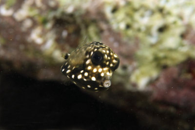 Juvenile smooth trunkfish