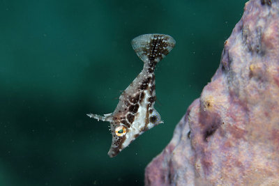 Slender filefish