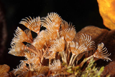 Social feather dusters