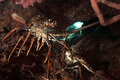 Pair of lobsters