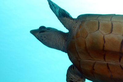 Hawksbill turtle