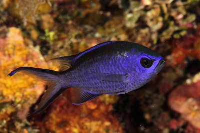 Blue chromis