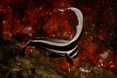 Juvenile spotted drum