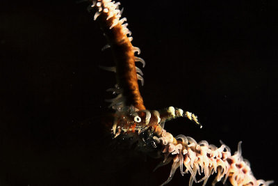 Wire coral shrimp