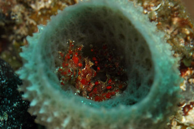 Sponge filled with cryptic teardrop crabs