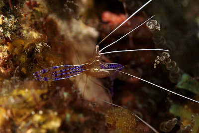 Pederson cleaner shrimp