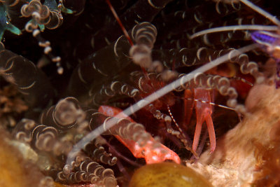 Red snapping shrimp hiding in anemone