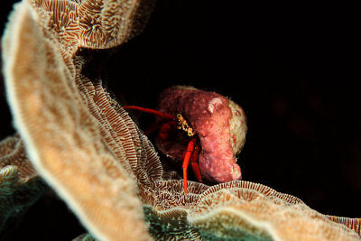 Red hermit crab on plate coral