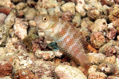 Razorfish
