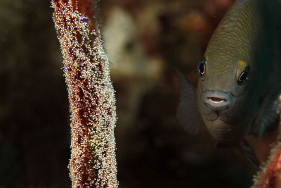 Damselfish guarding eggs