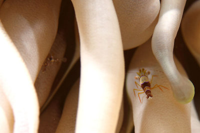 Squat anemone shrimp on anemone