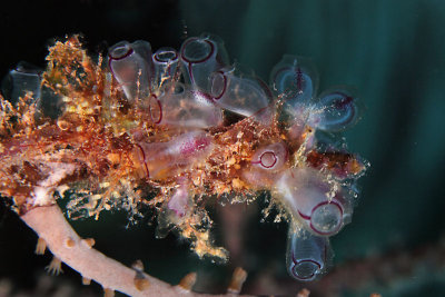 Painted tunicates