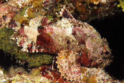 Scorpionfish