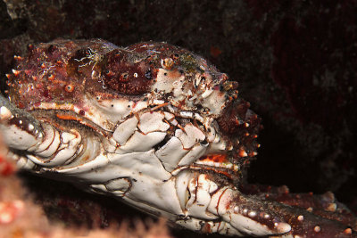 Large channel clinging crab