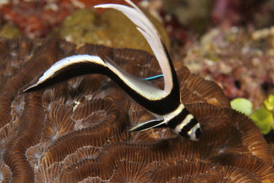 Juvenile spotted drum