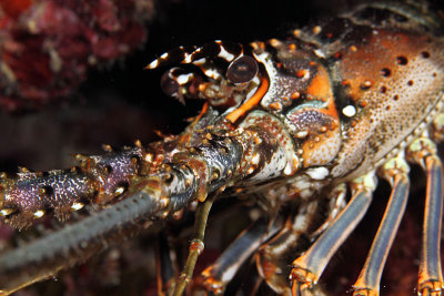 Spiny lobster