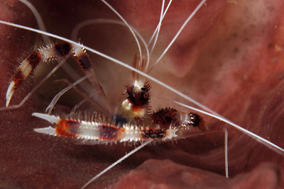 Banded cleaner shrimp