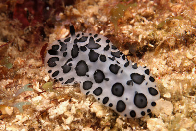 Nudibranch - black-spotted