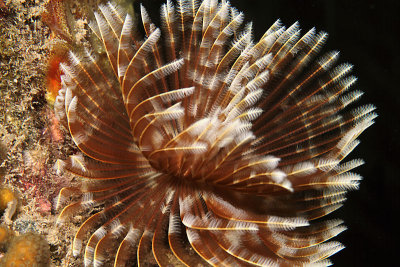 Feather duster