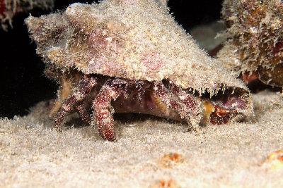Speckled hermit crab
