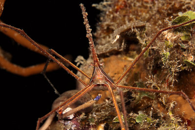 Arrow crab