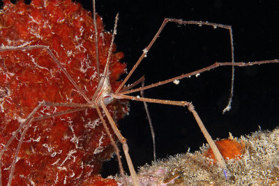 Arrow crab