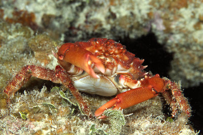 Red-ridged clinging crab