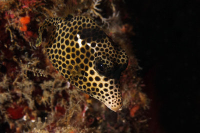 Spotted trunkfish