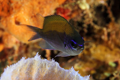 Sunshinefish