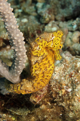 Yellow seahorse