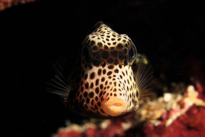 Spotted trunkfish