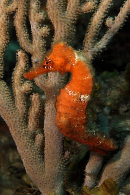 Orange seahorse
