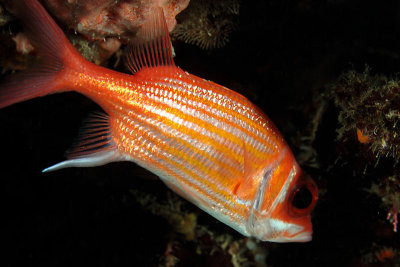 Squirrelfish