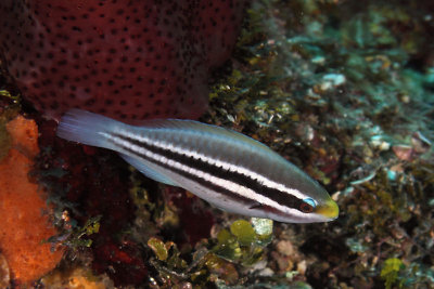 Juvenile parrotfish