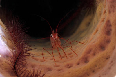 Peppermint shrimp