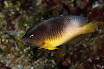 Bicolor damselfish