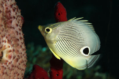 Four-eye butterflyfish