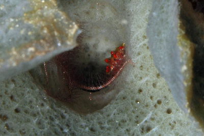 Cryptic teardrop crab in sponge