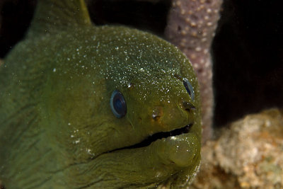 Green moray eel