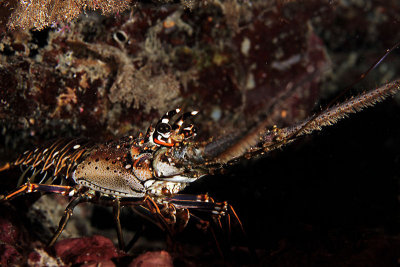 Spiny lobster