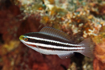 Juvenile parrotfish