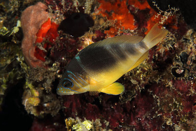 Barred hamlet